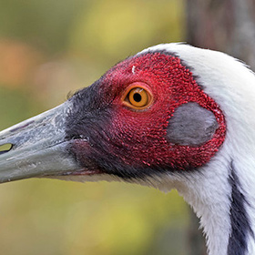 Close-up of a crane’s head with a white and black beak, red skin around the yellow eye, and grayish-black feathers. The background is blurred with warm tones.
