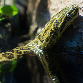 A yellow-green snake with dark spots, likely an anaconda, rests partially in water and against a rock, with nearby plants blurred in the background.