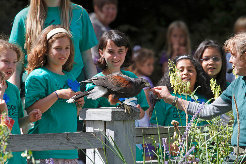 A group of children wearing teal shirts watch as a woman holds out food to a brown hawk perched on a wooden fence. The scene takes place outdoors with plants and greenery in the background.