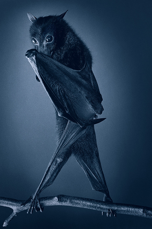 A bat stands on a branch, holding one wing in front of its body as if wrapping itself. The image is in monochrome blue, highlighting the bats large eyes, pointed ears, and textured wing membrane.