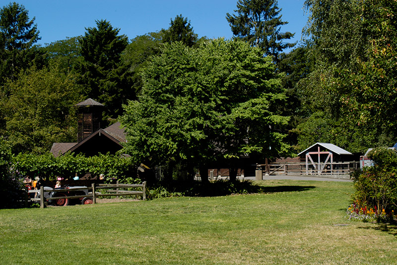 A grassy yard with a large green tree in the center, surrounded by wooden fences. Behind the tree are farm buildings, including a red barn and a shed, with tall trees in the background under a clear blue sky.