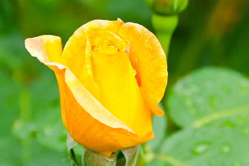 A close-up of a yellow rosebud with water droplets on its petals, set against a blurred green background of leaves and foliage.