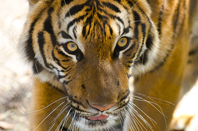 Close-up of a tigers face with vivid orange fur and black stripes, golden eyes staring forward, and white whiskers prominent against its snout.