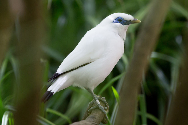 A Bali myna, a white bird with blue skin around its eyes and black tips on its wings and tail, is perched on a branch with green leaves blurred in the background.