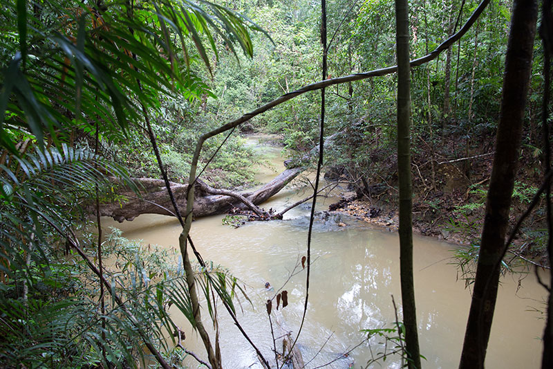 A muddy river winds through dense, green tropical forest with tall trees and overhanging branches, including a large fallen tree stretching across the water.