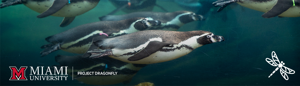 Underwater view of several penguins swimming. The Miami University logo and Project Dragonfly text appear in the lower left, and a white dragonfly graphic is in the lower right corner.