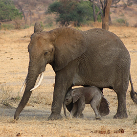 An adult elephant walks across a dry, grassy landscape with a baby elephant walking closely underneath its body. Sparse trees are visible in the background.