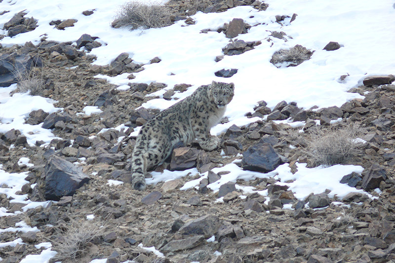 A snow leopard stands on a rocky, snow-dusted mountainside, blending into the landscape with its spotted fur, surrounded by scattered rocks and sparse dry shrubs.