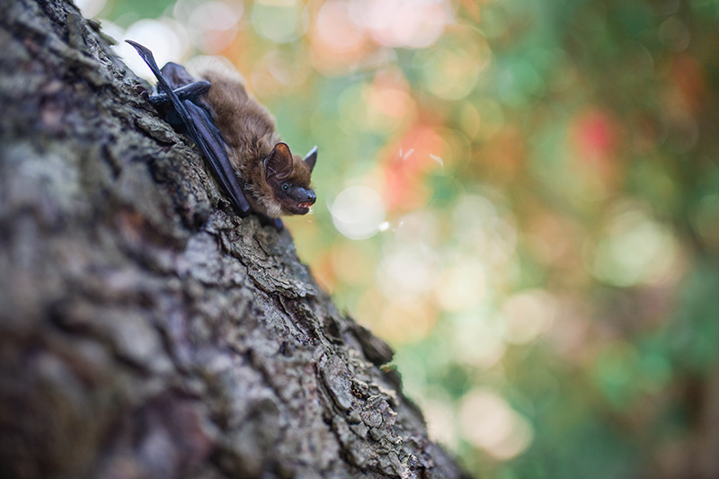 A brown bat clings to the rough bark of a tree, facing downward. The background is blurred with green and red hues, suggesting a natural outdoor setting.