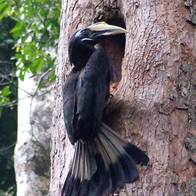 A black hornbill with a pale beak clings to the trunk of a tree, facing a hole in the bark, possibly its nest, surrounded by a forest environment.