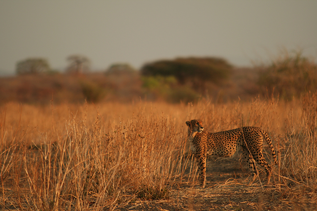 A cheetah stands alert in tall, dry grass on a savanna, looking into the distance, with blurred trees and vegetation in the background under a warm, golden light.