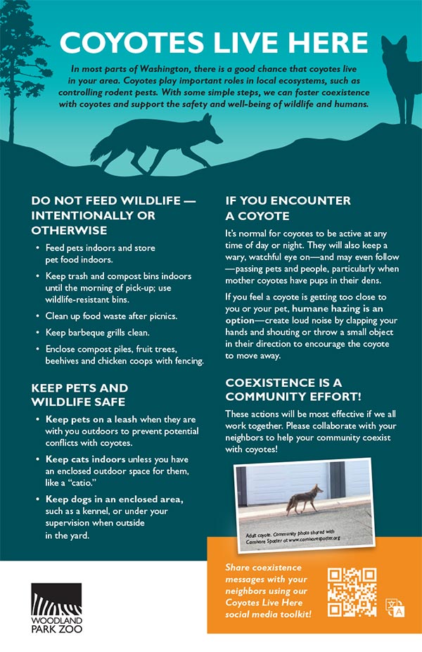 Informational poster from Woodland Park Zoo titled Coyotes Live Here with tips on not feeding wildlife, what to do if you encounter a coyote, and how to safely coexist with coyotes. Includes contact info and a QR code.