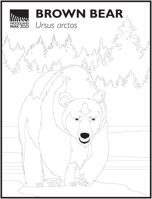 Line drawing of a brown bear standing by water with trees in the background. Text at the top reads Brown Bear, Ursus arctos, and Woodland Park Zoo with its logo.