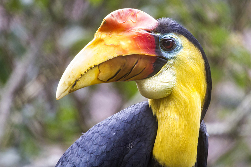A close-up of a colorful hornbill bird with a large yellow and orange bill, bright yellow throat, and dark feathers, set against a blurred natural background.
