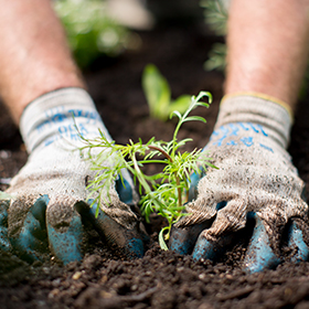 A person wearing dirty gardening gloves is planting a small green seedling into dark, rich soil. The focus is on the hands and plant, with blurred greenery in the background.