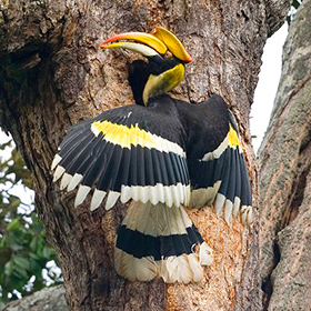 A great hornbill clings to a tree trunk with its wings spread wide. The bird has a large yellow beak with a casque, black and white wings, and yellow markings, while perched near a tree cavity.