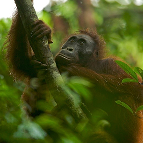 An orangutan clings to a tree branch surrounded by lush green foliage, looking upward with a thoughtful expression in a dense forest.
