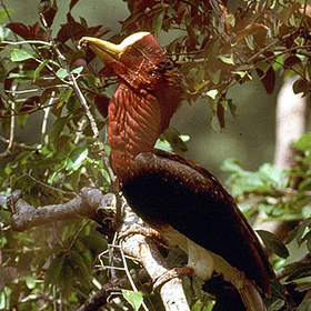 A large, reddish-brown bird with a yellow casque on its bill perches on a tree branch amidst green leaves.