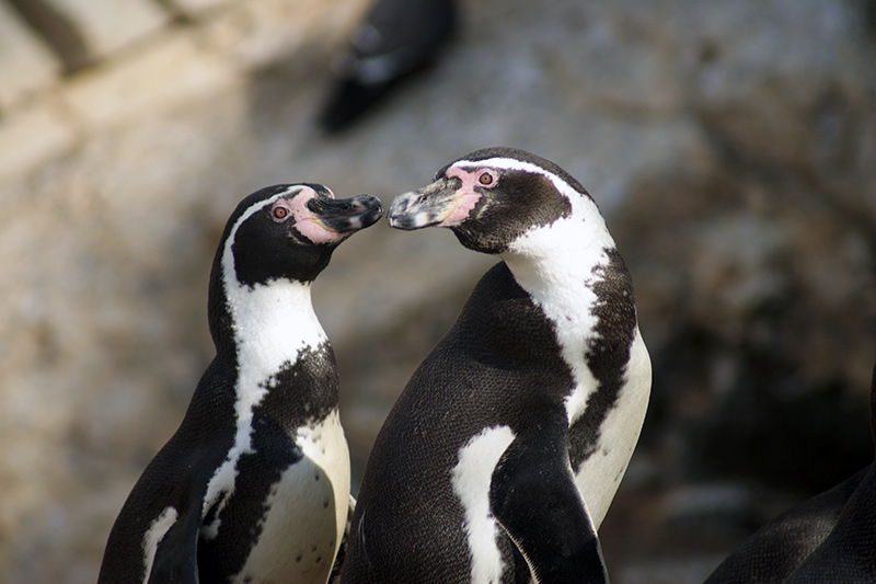 Two penguins stand close together, facing each other. One penguin leans forward as if nuzzling or touching beaks with the other. The background is blurred.