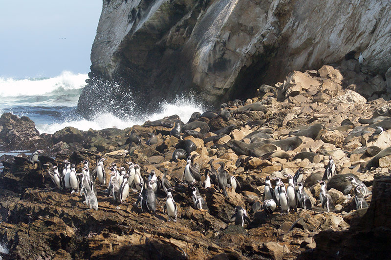A large group of penguins stands on rocky terrain near the ocean, with waves crashing against rocks and a steep cliff in the background. Seals are also visible lying among the rocks.