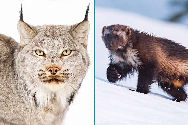 Split image: On the left, a close-up of a lynx with thick, grayish fur and pointed ears; on the right, a wolverine with dark brown fur and a lighter face walking in the snow.