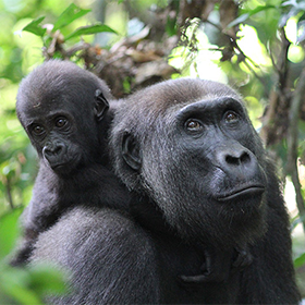 A baby gorilla clings to the back of an adult gorilla, surrounded by green foliage in a forest. Both gorillas look in the same direction with calm expressions.