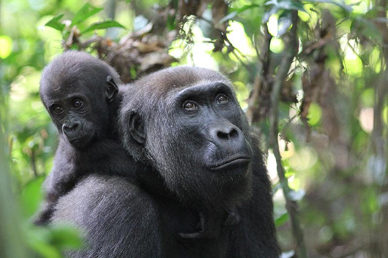 A baby gorilla clings to the back of an adult gorilla in a lush, green forest, both gazing forward with gentle expressions.