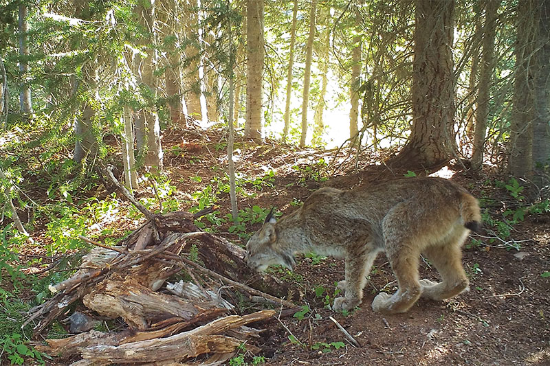 A lynx with tufted ears and a short tail walks on the forest floor, sniffing near a pile of fallen branches and logs, surrounded by tall trees and green undergrowth. Sunlight filters through the trees.