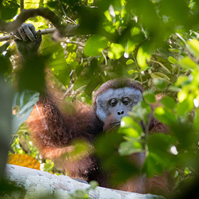 An orangutan with reddish-brown fur sits in a tree, partially hidden by green leaves, and holds onto a branch with one arm. Sunlight filters through the foliage above.