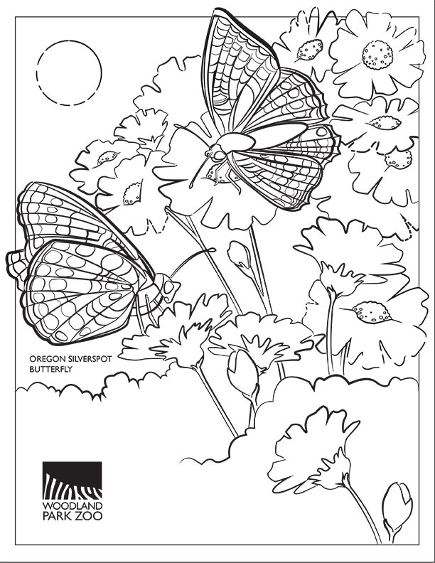Line drawing of two Oregon silverspot butterflies on blooming flowers with a sun in the background. Woodland Park Zoo logo and the text Oregon Silverspot Butterfly appear at the bottom left.