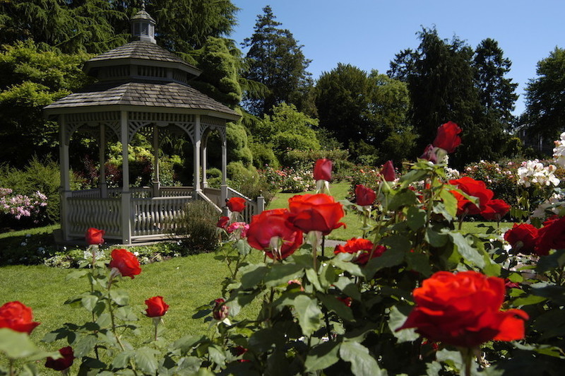A wooden gazebo stands in a lush, green garden filled with blooming red roses under a clear blue sky. Tall trees and various plants surround the peaceful scene.