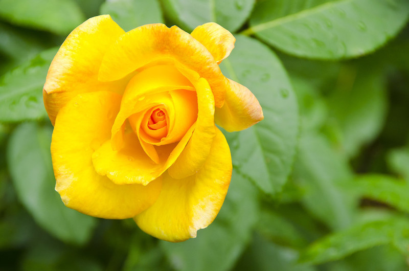 A close-up of a blooming yellow rose with dew drops on its petals, surrounded by lush green leaves.