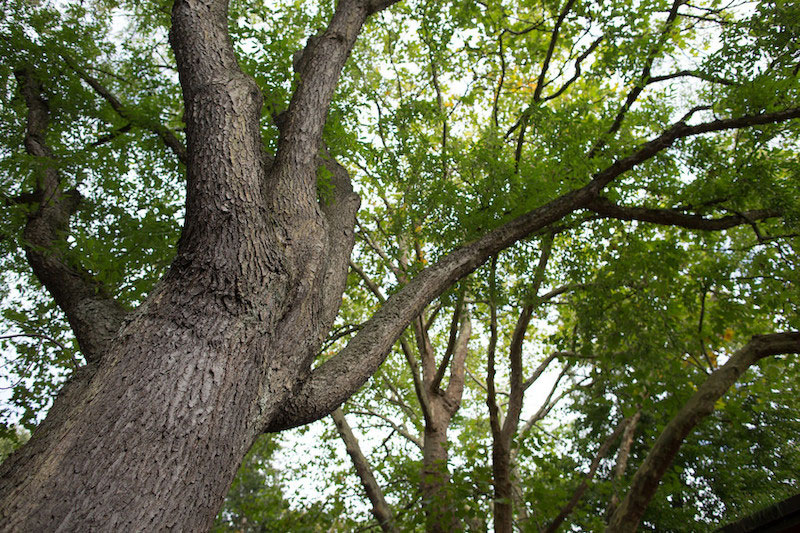Looking up at tall tree trunks and branches covered in textured bark with lush green leaves, set against a bright sky.