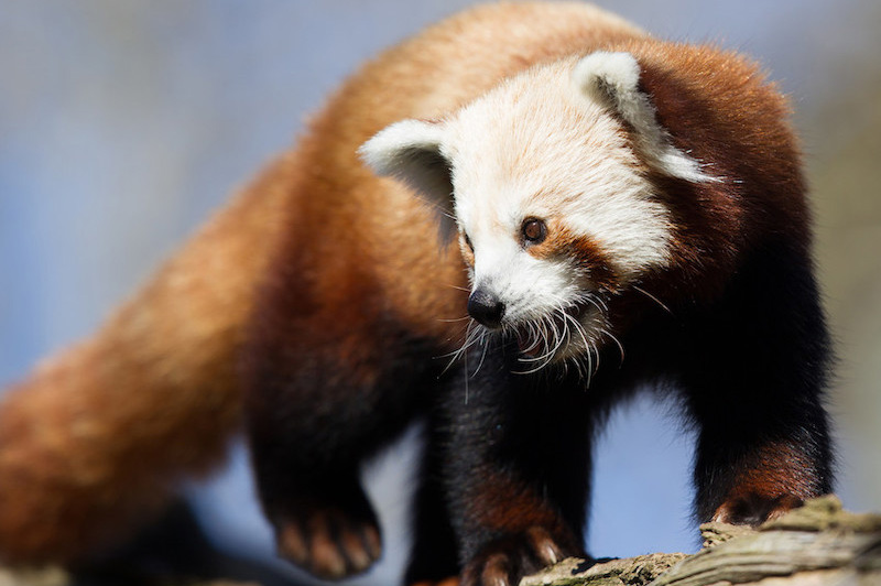 A red panda with reddish-brown fur, a bushy tail, and white markings on its face stands on a tree branch, looking to the side with a blue sky in the background.