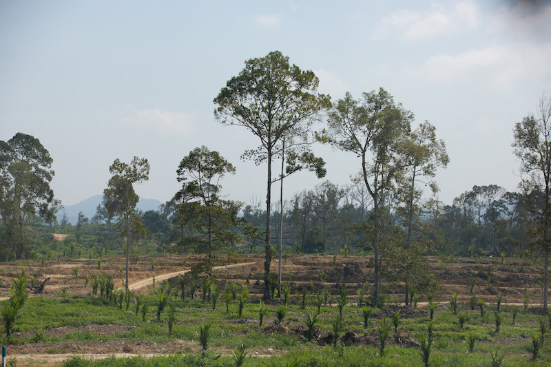 A partially cleared landscape with scattered tall trees, small plants, and dirt paths, set against a backdrop of distant hills under a partly cloudy sky.