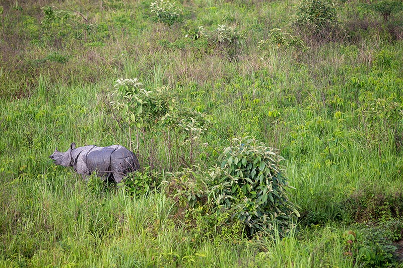 A single rhinoceros walks through tall, green grass and dense vegetation in a lush, open landscape.