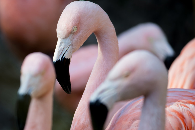 A close-up of several pink flamingos, with one in sharp focus in the center and others blurred in the foreground and background, highlighting their long necks and curved black beaks.