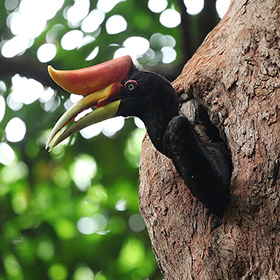 A rhinoceros hornbill with a large yellow and orange casque peeks out of a hole in a tree trunk, surrounded by green, blurred foliage in the background.
