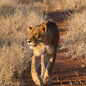 A lioness walks along a narrow dirt path through dry grass, bathed in warm sunlight.