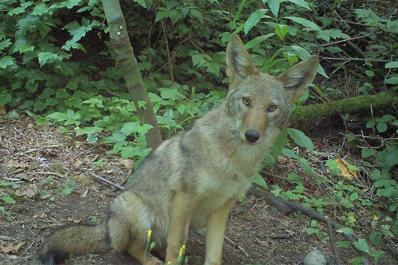 A coyote sits on the forest floor surrounded by green plants and trees, looking directly at the camera.