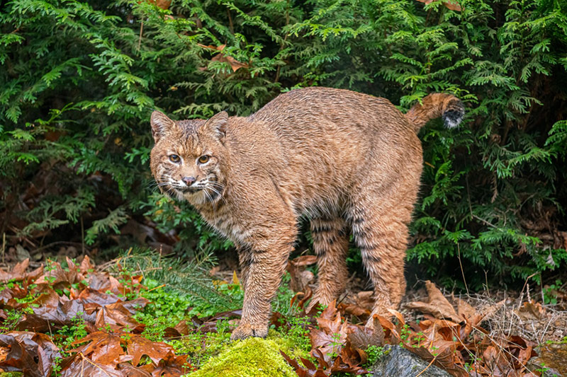 A bobcat with a short tail and spotted fur stands alert on mossy ground, surrounded by fallen leaves and dense green foliage.