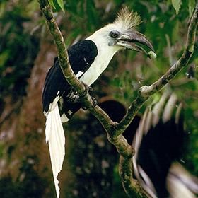 A white and black bird with a long tail and a spiky crest sits on a tree branch, holding a small green fruit in its large curved beak. Lush green leaves surround the bird.