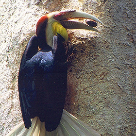 A hornbill with a bright yellow neck and large curved bill holding food is perched against a rough, vertical surface, partially spreading its wings and tail.