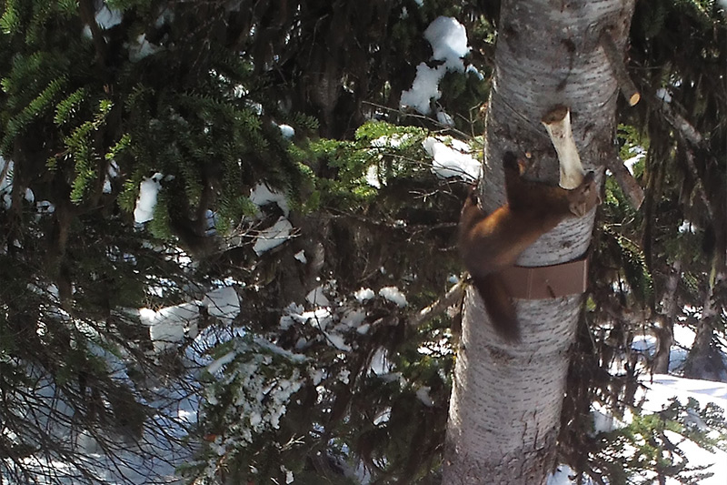 A brown weasel climbs a snowy tree trunk in a forest, gripping onto a bone attached to the tree. Evergreen branches and patches of snow surround the scene.