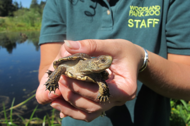 A person wearing a green “Woodland Park Zoo STAFF” shirt gently holds a small turtle outdoors near a pond, with greenery and blue sky in the background.