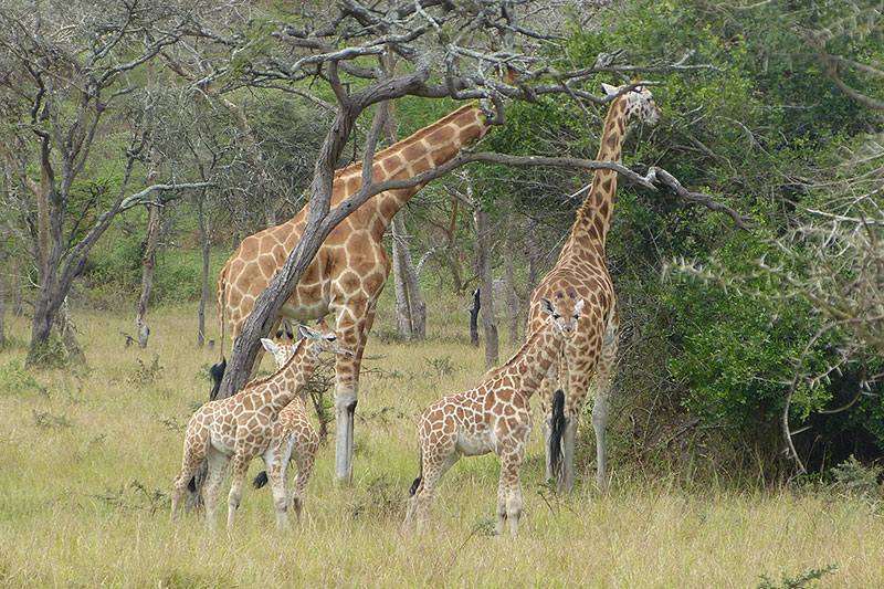 Four giraffes, two adults and two calves, stand on grassy ground among sparse trees; the adults are eating leaves from tall branches while the calves stand nearby.