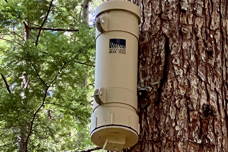 A beige cylindrical device labeled Woodland Park Zoo is attached vertically to the trunk of a tree in a forested area with green foliage in the background.