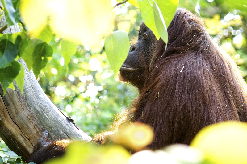 An orangutan sits among green leaves on a tree branch, sunlight filtering through the foliage, highlighting its reddish-brown fur.