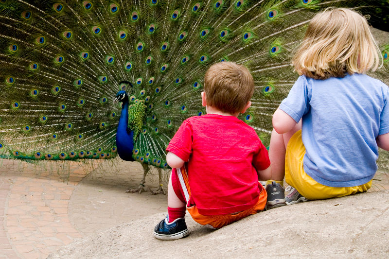 Two children sitting on a rock, watching a peacock display its colorful, fanned tail feathers. The children are seen from behind, wearing bright clothing, and the scene is outdoors.