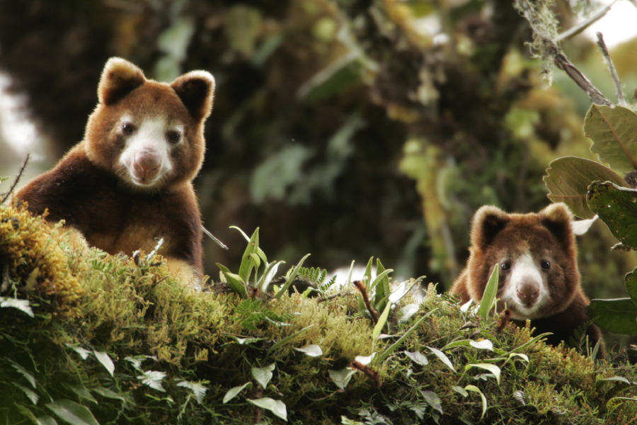 Two Matschie's Tree Kangaroos with reddish-brown fur and pale faces peek over a mossy, green forest branch surrounded by lush foliage.